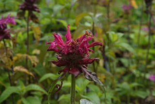 Monarda 'Kardinal' Bergamot bestellen